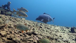 Karpfen Cyprinus carpio im Steinbruch Carp in a quarry [upl. by Aivad]