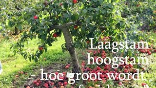 Laagstam hoogstam  hoe groot wordt een fruitboom [upl. by Aziza]