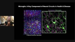 Redefining Microglia States and Function in Alzheimer’s Disease [upl. by Frazier]