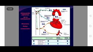 Farmacos adrenergicos 2da clase [upl. by Blaze177]