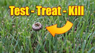 Lawn Armyworms How to Test Treat and Kill Them [upl. by Hwang]