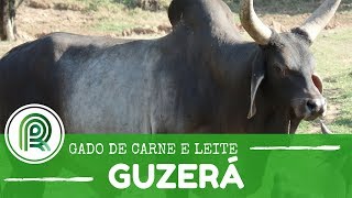 Conheça o guzerá gado bom de carne e leite [upl. by Yelrebmyk]