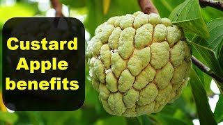 Top 10 Health Benefits of Custard Apple Sitaphal [upl. by Adnema560]