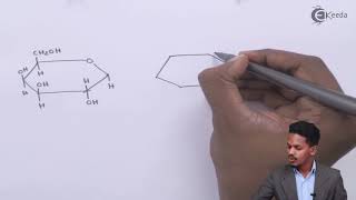 Structure of Lactose  Biomolecules  Chemistry Class 12 [upl. by Latonia]