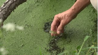 Understanding Cyanobacteria and Cyanotoxins [upl. by Scheer]