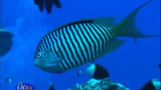 Рыбаангел лирохвостая Zebra angelfish Genicanthus caudovittatus [upl. by Haroun]