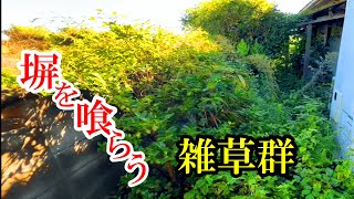 【草刈り】塀すら見えない雑草の塊【庭のお手入れ】 [upl. by Alleris]