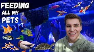 FEEDING ALL OF MY FISH and other animals Fish Room Tour [upl. by Aihsas]