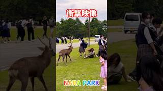 【衝撃映像】奈良公園🦌 [upl. by Tacye]