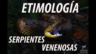 ETIMOLOGÍA DE LAS SERPIENTES VENENOSAS DE COSTA RICA [upl. by Anilad]