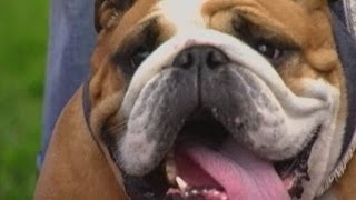 Watch cute Bulldogs strutt their stuff at a dog beauty pageant [upl. by Toth]