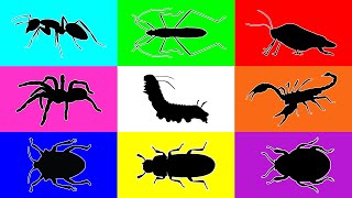 Insect Caterpillar Ant red flour beetle paddy bug Bush Cricket Stink Bug Tarantula Scorpion [upl. by Rina]