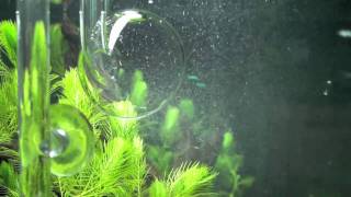 Green Leaf Aquariums GLA  Atomic CO2 Diffusers [upl. by Hobard]