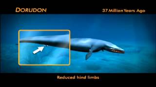 Evolution of Whales Animation [upl. by Aisad366]