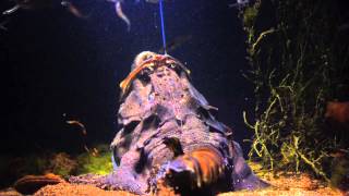 Goosefish eats in slow motion [upl. by Nae285]