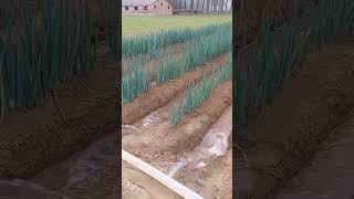 Farmland irrigationwater pipes are well designed [upl. by Enaffit237]