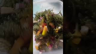 Seaweeds lover short video [upl. by Aihsilef]