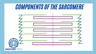 Sarcomere Components [upl. by Aneekan579]