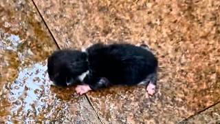 A newborn kitten abandoned on the cold ground struggles to crawl and cry out but is ignored💔 [upl. by Teage]