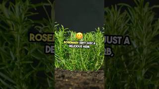 Forget Bug Spray Use Rosemary to Repel Mosquitoes Naturally 🌿 mosquito gardening [upl. by Filip775]