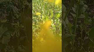 Natural agriculture green  Muscat flower youtube viral short video song art fun love x d [upl. by Eiramnerual]