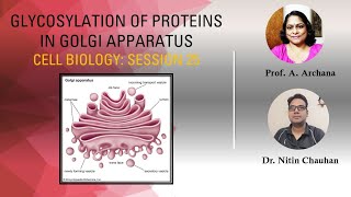 Cell Biology Session 25 Glycosylation of Proteins in Golgi Apparatus [upl. by Bevvy701]