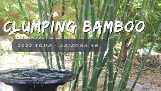 2022 Clumping Bamboo Collection Tour  AZ 9B [upl. by Shelly694]