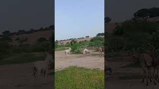 desert donkeys are enjoying animals tharparkarbeauty nature viralnews [upl. by Waterer]