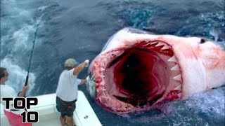 Top 10 Real Megalodon Sightings We Can No Longer Deny [upl. by Alletnahs]