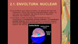 Videoclase acerca del Núcleo Celular  Video class on the Cell Nucleus [upl. by Nepsa]