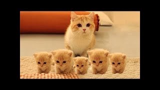 So many cute kittens videos compilation 2023 [upl. by Lana]