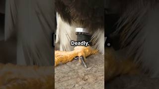 Ostrich Kicks Deadlier Than You Think 🦵💥 animalfacts [upl. by Rooker]