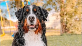 Apartment dog gets a fenced in yard [upl. by Ulrick]