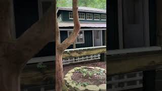 What was the Elkmont GHOST TOWN of the Great Smoky Mountains 👻⛰️ GATLINBURG TN gatlinburgtn [upl. by Tiersten]