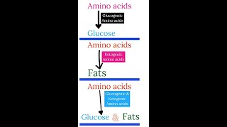 What are Glucogenic amp Ketogenic amino acids  biology biochemistry shortsfeed aminoacid protein [upl. by Hazelton]