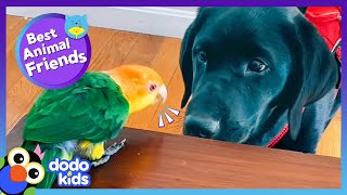 This Parrot Just Got A Little Puppy Brother And He Is NOT Happy  Best Animal Friends  Dodo Kids [upl. by Akimat]