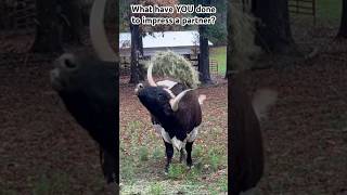 Longhorn Bull tries to impress ladies [upl. by Pascia]