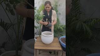 Repotting China doll plantradermachera sinicahouseplant beautiful plants [upl. by Gerger]