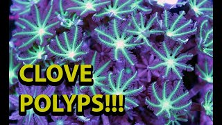 The Secret To Keeping Clove Polyps \\ One Of My Favorite Soft Corals [upl. by Browne]