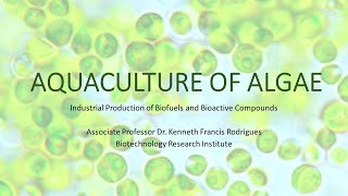 AQUACULTURE OF ALGAE Production of Astaxanthin [upl. by Tracee]