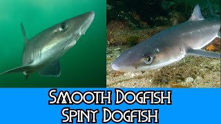 Smouth Dogfish amp Spiny Dogfish  The Differences [upl. by Gotthelf]