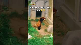 Adorable Red Pandas Hilarious Reaction to a Boulder – Too Cute to Miss animals redpandas [upl. by Woolcott]