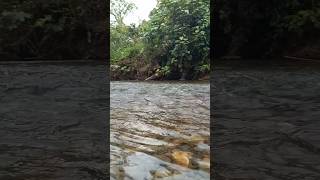 Bersama melestarikan Lingkungan reelsvideo nature timikapapua sungai pedulialam [upl. by Efrem]