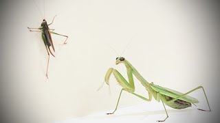 Praying Mantis VS Katydid [upl. by Pandich593]