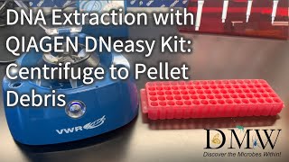 DNA Extraction with QIAGEN DNeasy Kit Centrifuge to Pellet Debris [upl. by Nanis]