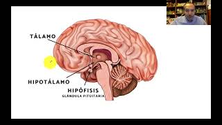 SISTEMA ENDOCRINO HORMONAS DEL HIPOTÁLAMO E HIPÓFISIS Y SU REGULACIÓN [upl. by Natalia]