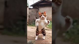 Billi dance liktok video mano billi dance steps cat dog dogdance 🐱 cat dance shorts [upl. by Ojibbob633]