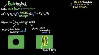 Autotrophic and heterotrophic nutrition  Life processes  Class 10 Biology  Khan Academy [upl. by Conlan84]