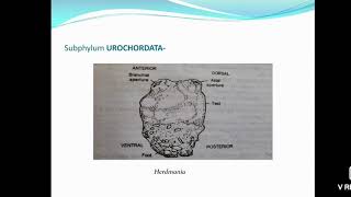 Salient features of Protochordata Urochordata Cephalochordata [upl. by Nimra]