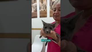 POIROT también busca familia definitiva vidaconperros gatos enadopcion cat [upl. by Warde397]